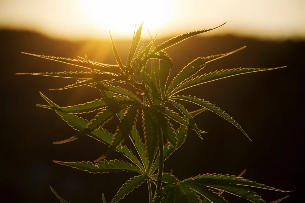 Drei Cannabis-Pflanzen sind daheim erlaubt