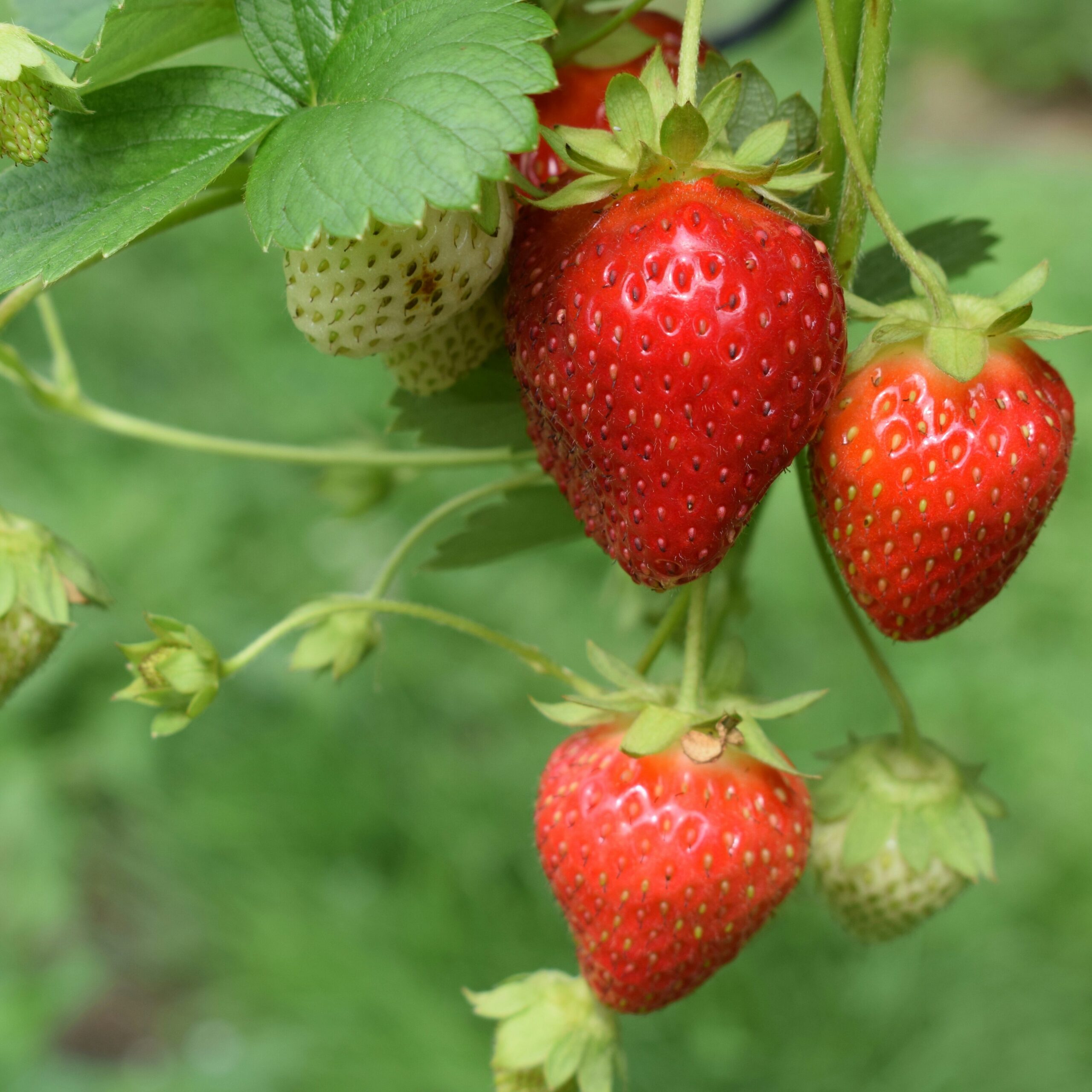 Erdbeeren pflücken in München: Storz Erdbeerkulturen