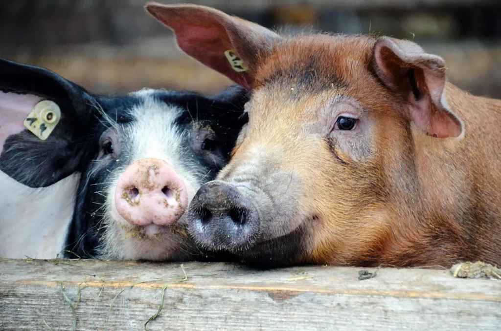 Nachweislich glücklicher – Bioschweine der  Herrmannsdorfer Landwerkstätten (Glonn)