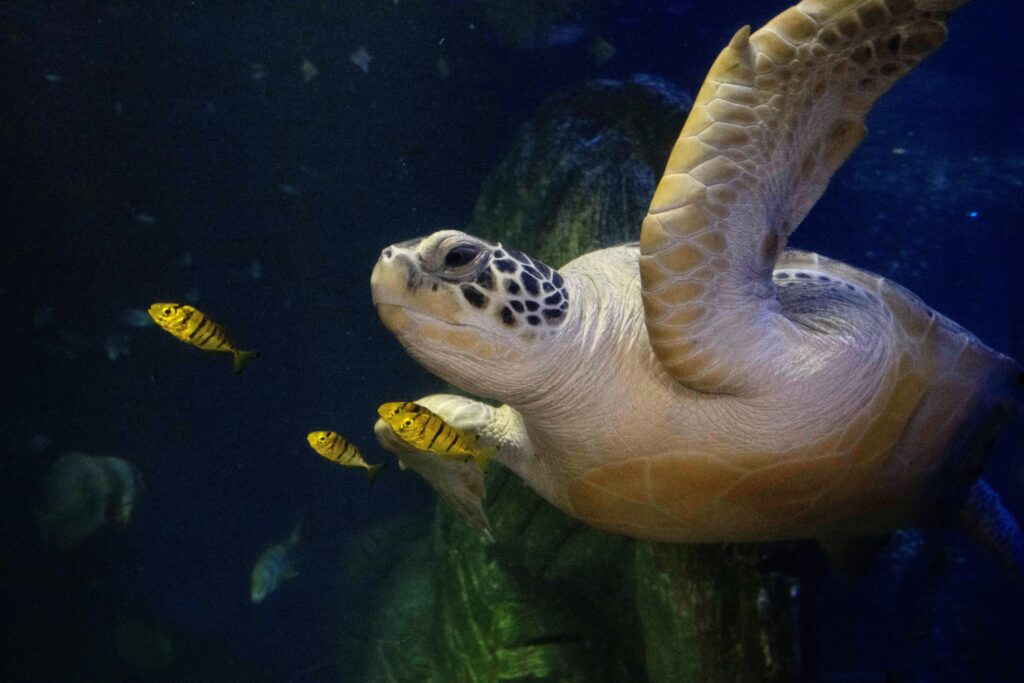 Sea Life München: Schildkröten